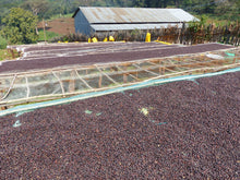 Charger l'image dans la galerie, Café Anfilloo – ETHIOPIE