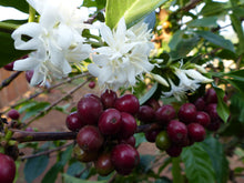 Charger l'image dans la galerie, Café Anfilloo – ETHIOPIE