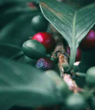 Load image into Gallery viewer, Café Finca España – SALVADOR