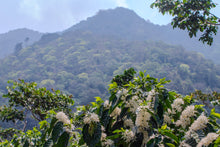 Load image into Gallery viewer, Café Pampojila - GUATEMALA
