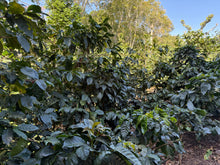 Load image into Gallery viewer, Café Los Papales - NICARAGUA