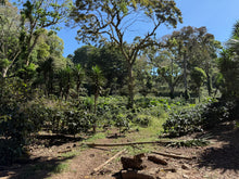 Load image into Gallery viewer, Café Los Papales - NICARAGUA