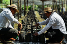 Load image into Gallery viewer, Café Pampojila - GUATEMALA