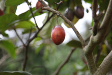 Load image into Gallery viewer, Café Tico - COSTA RICA