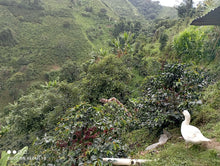 Load image into Gallery viewer, Café Suukala - COLOMBIE