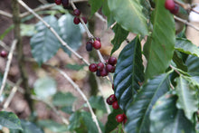 Charger l'image dans la galerie, Café Finca La Bolsa - GUATEMALA