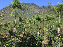 Charger l'image dans la galerie, Café Finca La Bolsa - GUATEMALA