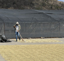 Lade das Bild in den Galerie-Viewer, Café Mombacho - NICARAGUA
