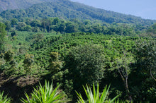 Load image into Gallery viewer, Café Pampojila - GUATEMALA