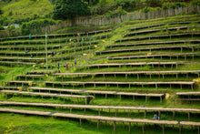 Charger l'image dans la galerie, Café Titus - RWANDA
