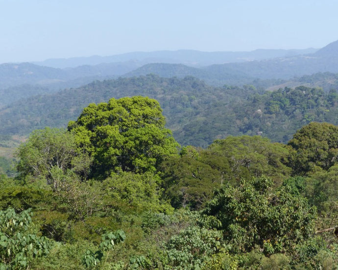 L’Agroforesterie et le Café de Spécialité : Une Alliance Durable pour l’Avenir