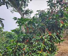 Cargar imagen en el visor de la galería, Café Finca España – SALVADOR
