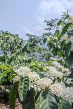 Load image into Gallery viewer, Café Pampojila - GUATEMALA

