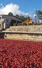 Cargar imagen en el visor de la galería, Café Santo Tómas - HONDURAS
