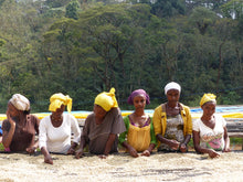 Lade das Bild in den Galerie-Viewer, Café Anfilloo – ETHIOPIE
