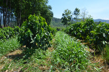 Load image into Gallery viewer, Café Pampojila - GUATEMALA
