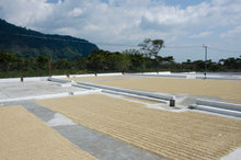 Load image into Gallery viewer, Café Pampojila - GUATEMALA
