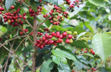 Charger l&#39;image dans la galerie, Café Titus - RWANDA
