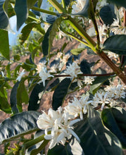 Charger l&#39;image dans la galerie, Café Titus - RWANDA
